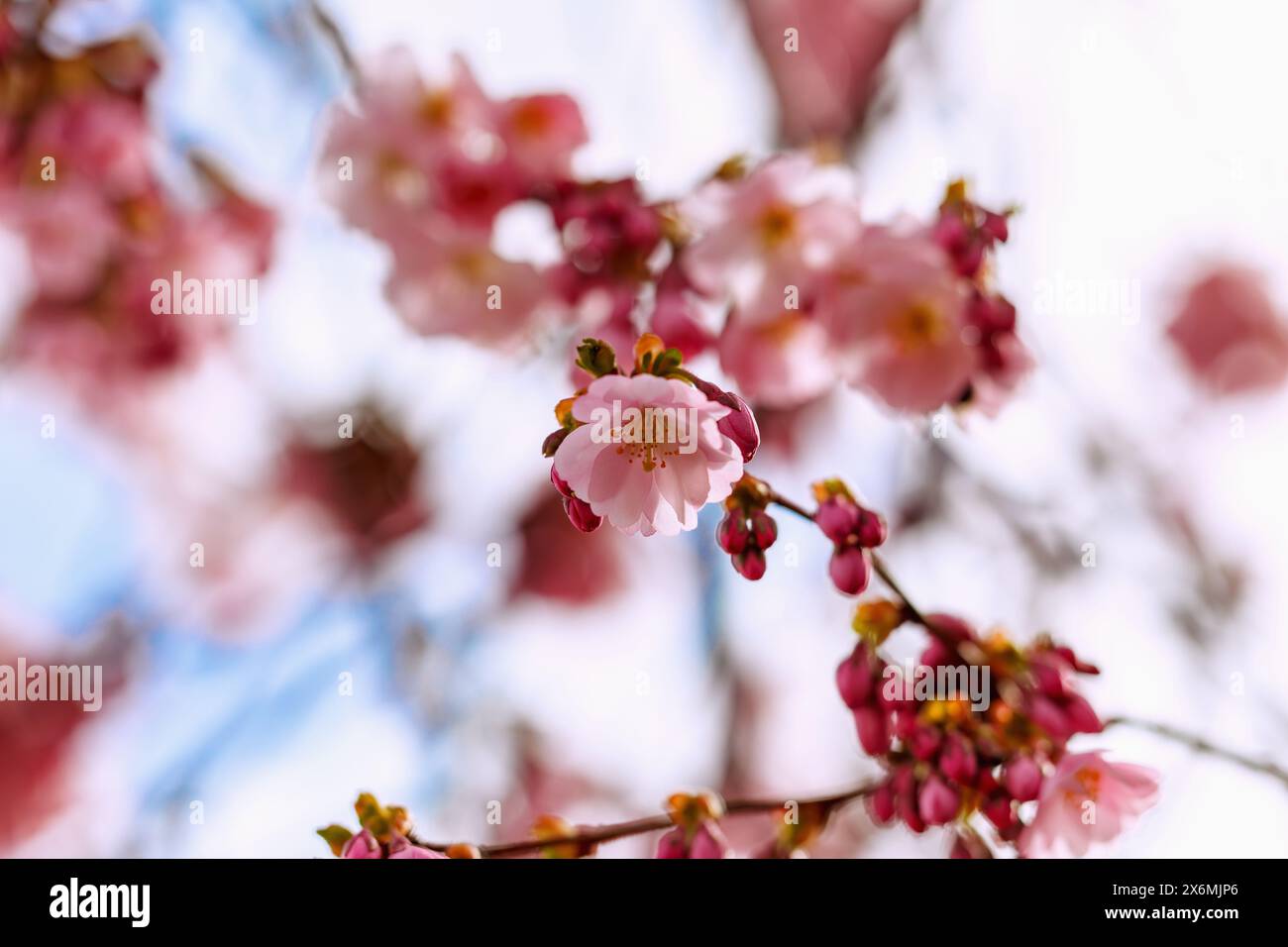 Ciliegio di montagna giapponese in fiore (Prunus sargentii x subhirtella 'riconoscimento', ciliegio ornamentale primaverile, ciliegio primaverile) Foto Stock