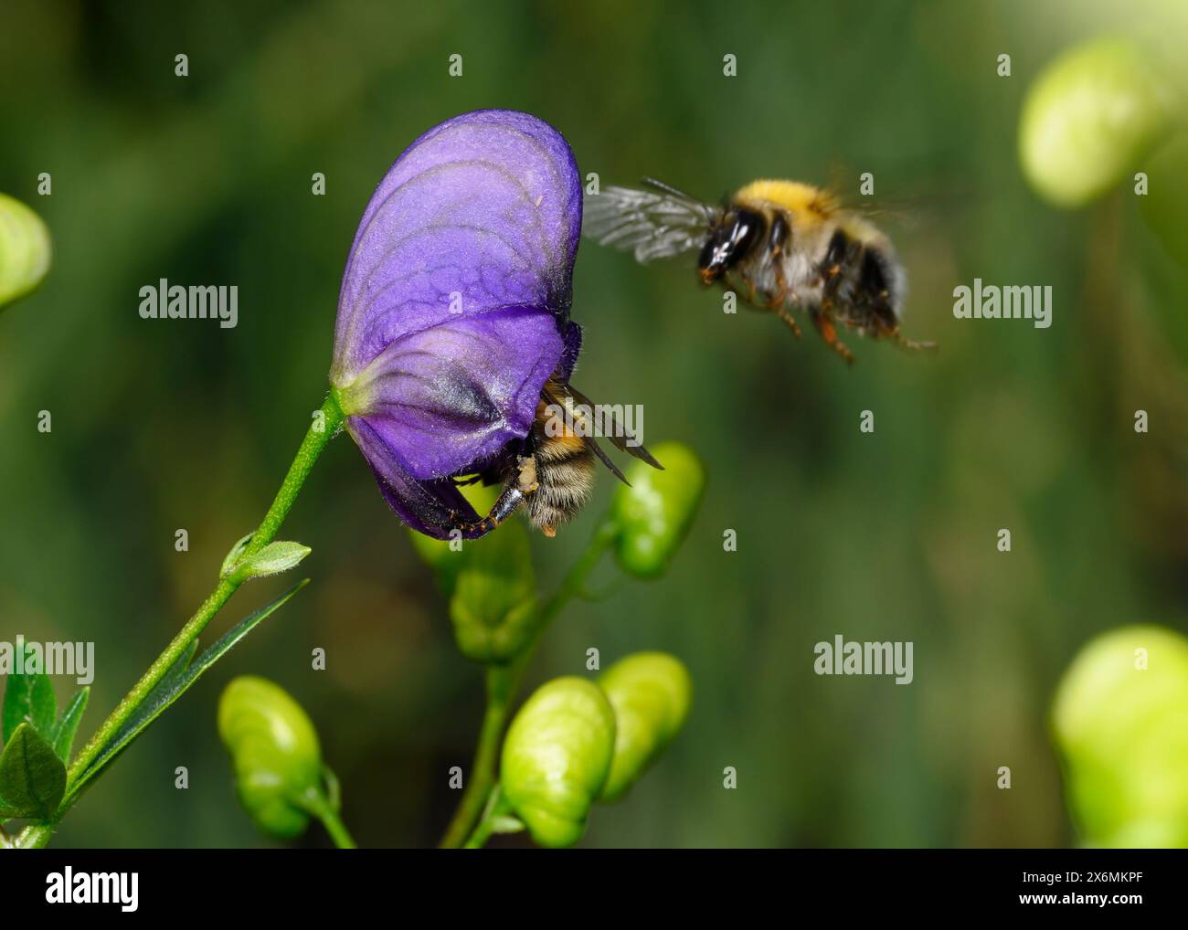 Un'ape su un fiore di monkshood viola Foto Stock