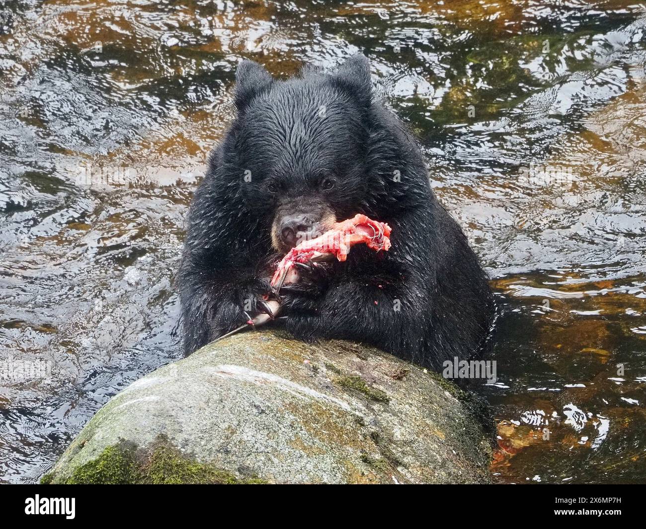 Un orso nero adulto siede in acqua mentre baneggia con il salmone presso Anan Creek nella Tongass National Forest. Foto Stock