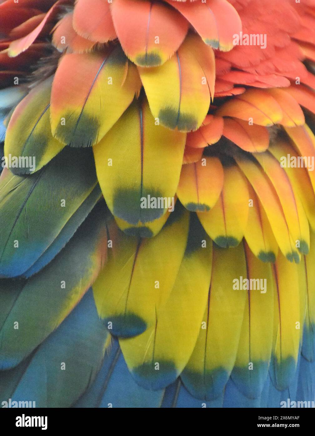 Fotografia macro di multi-piume colorate di Scarlet Macaw (parrot) Foto Stock