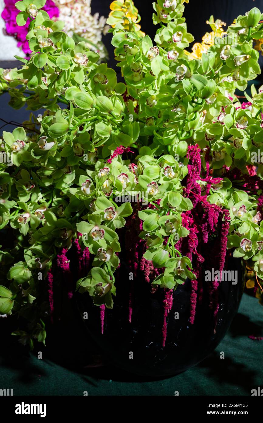 Grande bouquet di orchidee verdi in un vaso nero. Foto di alta qualità Foto Stock