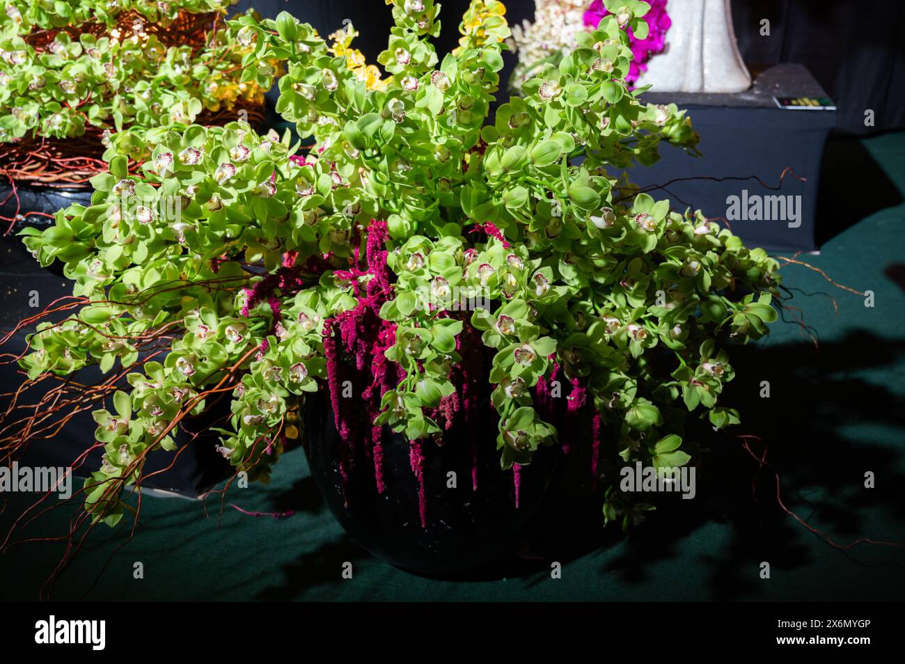Grande bouquet di orchidee verdi in un vaso nero. Foto di alta qualità Foto Stock