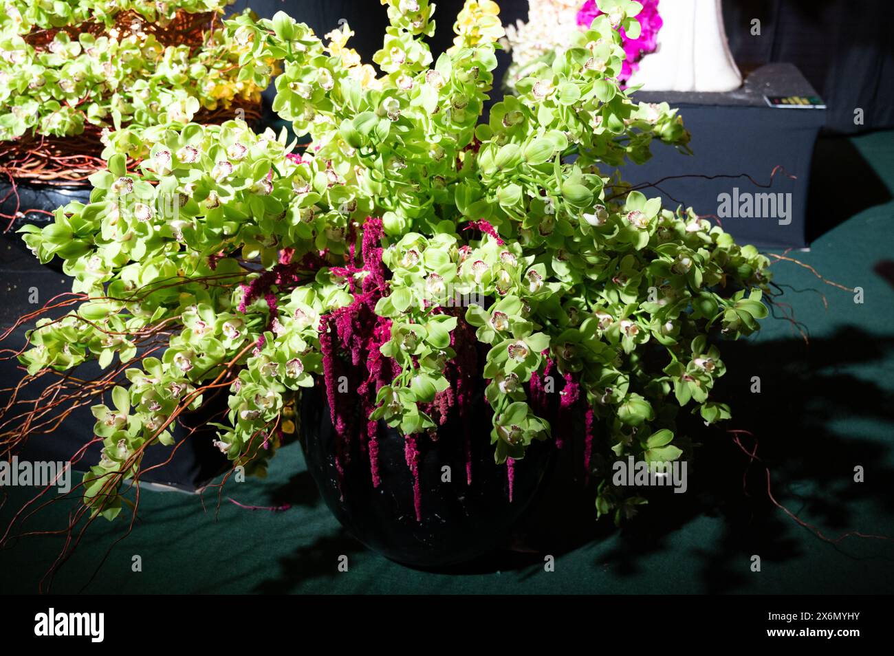 Grande bouquet di orchidee verdi in un vaso nero. Foto di alta qualità Foto Stock