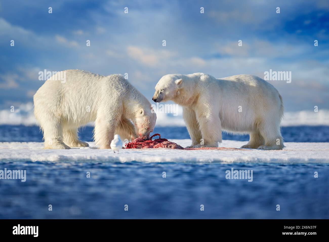 Fauna selvatica artica - due orsi polari con foche uccise. Orso bianco che si nutre di ghiaccio deriva con neve, Svalbard, Norvegia. Natura sanguinosa con grandi animali. Dange Foto Stock
