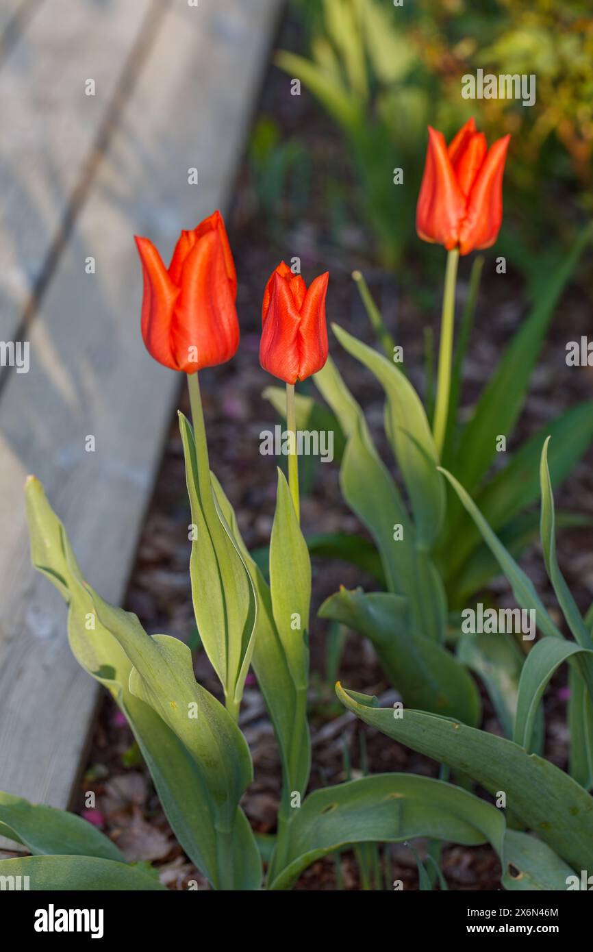 "Orange Dream" Triumph tulipano, Trädgårdstulpan (Tulipa gesneriana) Foto Stock