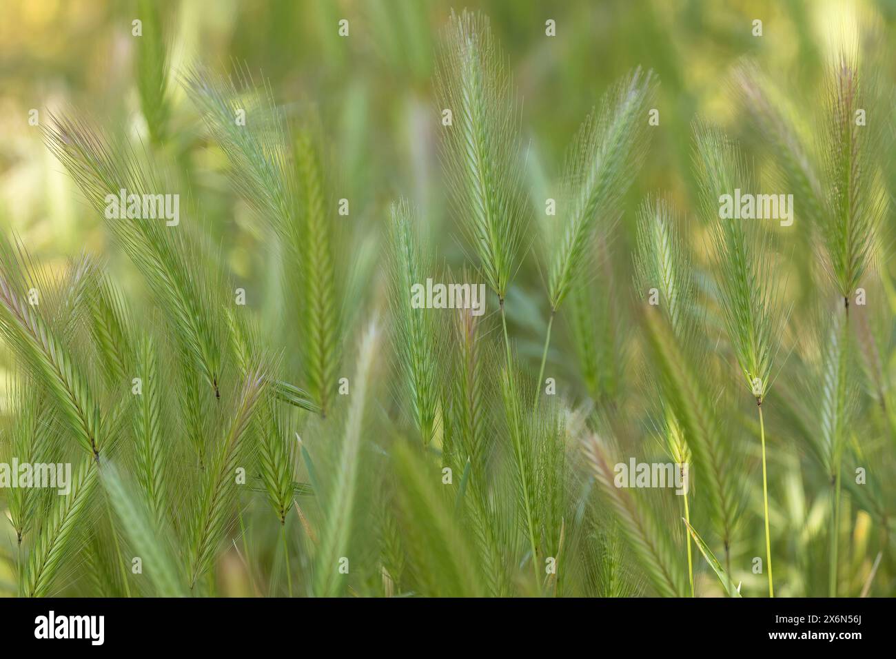 Campo di orzo Foxtail a Springtime. Foto Stock