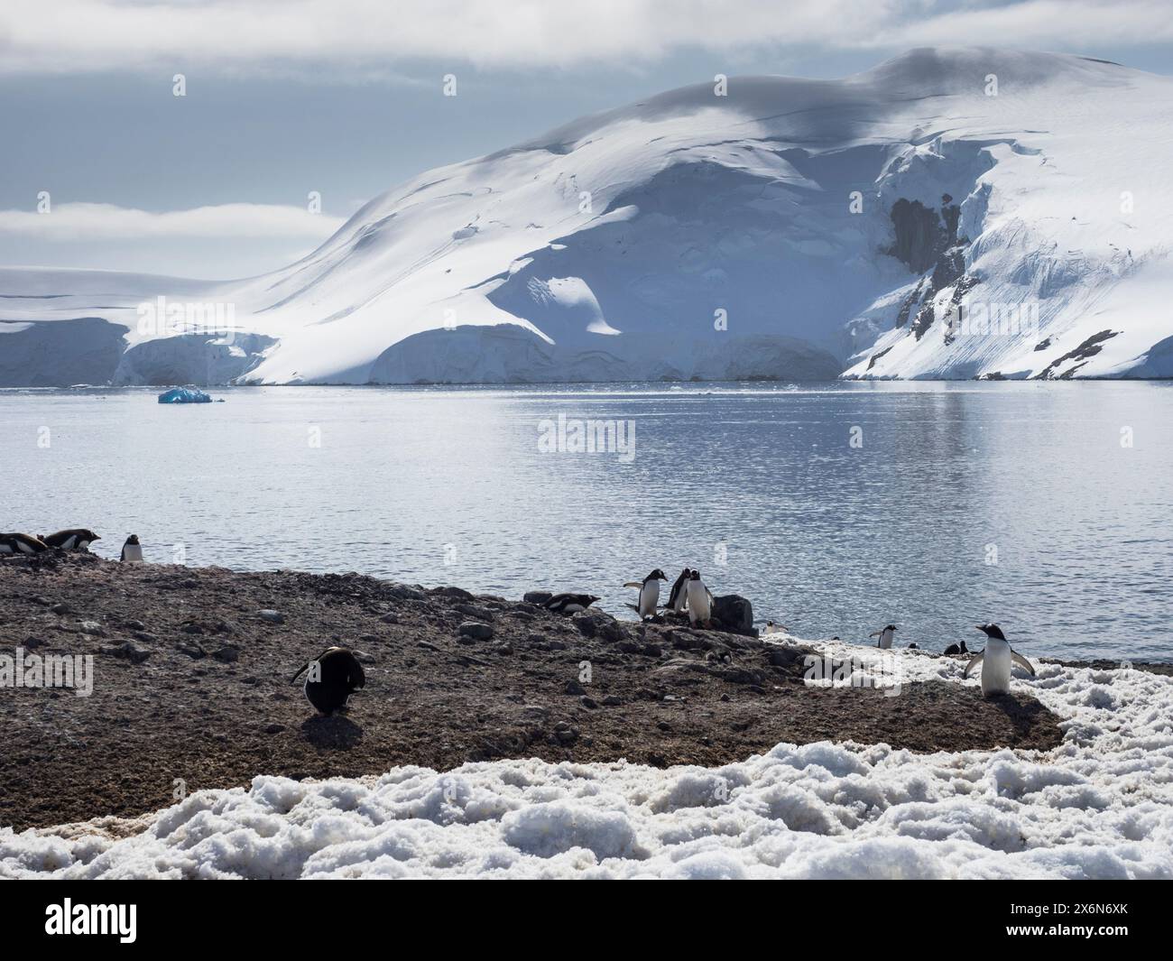 Pinguini di Gentoo (Pygoscelis papua) D’Hainaut Island, Mikkelsen Harbour, Trinity Island, Palmer Arpelago, Antartide Foto Stock