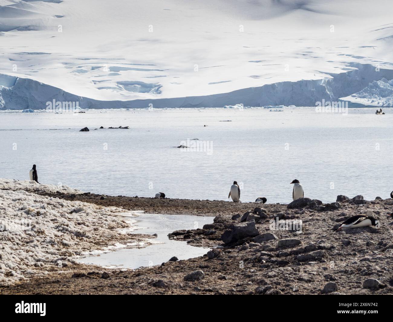 Pinguini di Gentoo (Pygoscelis papua) D’Hainaut Island, Mikkelsen Harbour, Trinity Island, Palmer Arpelago, Antartide Foto Stock