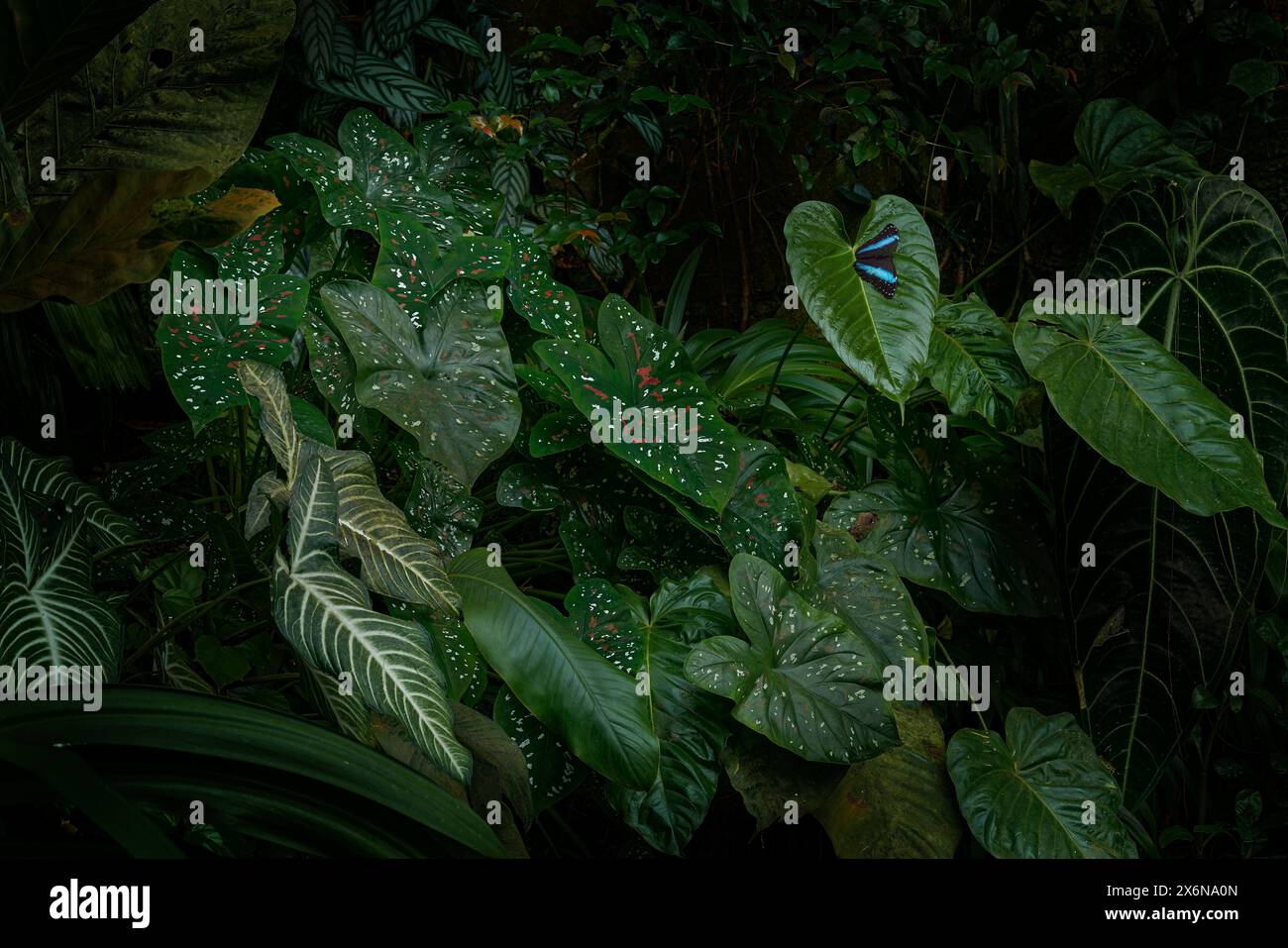 Vegetazione verde tropicale con farfalla. Morpho achilles, una grande farfalla blu-nera seduta sul fiore giallo nell'habitat naturale, tro Foto Stock