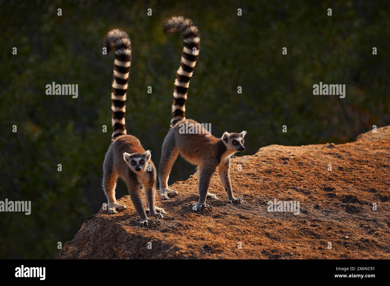 Fauna selvatica del Madagascar. Famiglia delle scimmie, cucciolo giovane. Fauna selvatica del Madagascar, lemuri dalla coda ad anello, lemuri catta. Animale dal Madagascar, Africa, occhi arancioni. Eveni Foto Stock