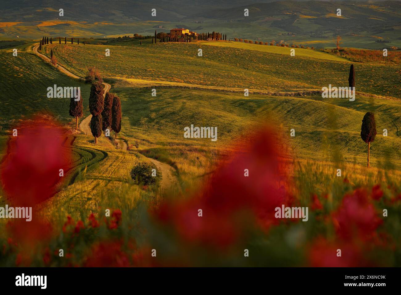 Paesaggio floreale di primavera in Toscana, vicino a Siana e Pienza, alba mattinata in Italia. Vista idilliaca sul prato collinare in Toscana nella bella mattinata Foto Stock