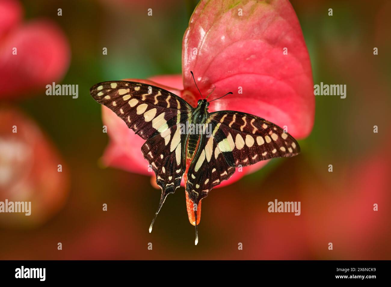 Graphium doson, comune jay, farfalla di Papilionidae swallowtails, trovata in tropicale e in India, Asia. Bellissimo insetto dal Congo. Farfalla blu S Foto Stock