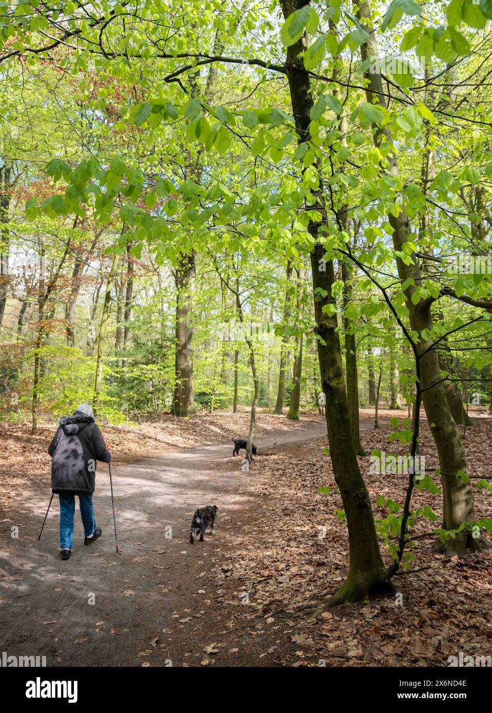Una donna anziana solitaria con bastoni da nordic walking cammina con cani nella foresta primaverile con foglie di faggio fresche vicino a utrecht, nei paesi bassi Foto Stock