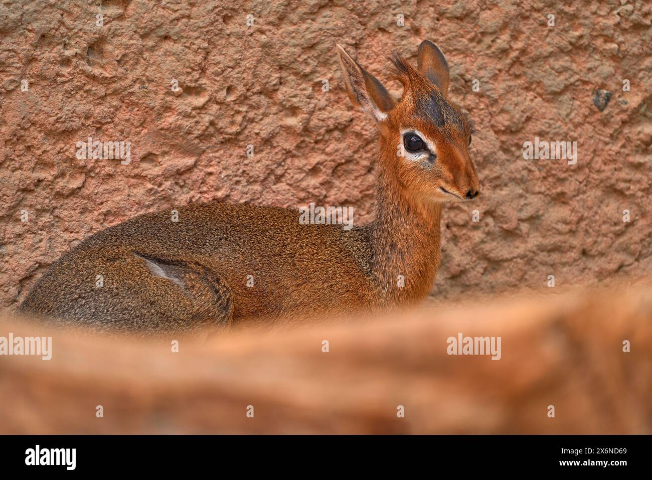 Primo piano, ritratto della testa di un grande occhio di Anetelope, dik-dik di Kirk, Madoqua kirkii, piccola antilope originaria dell'Africa orientale. Il dik-dik di Kirk da Samburu res Foto Stock