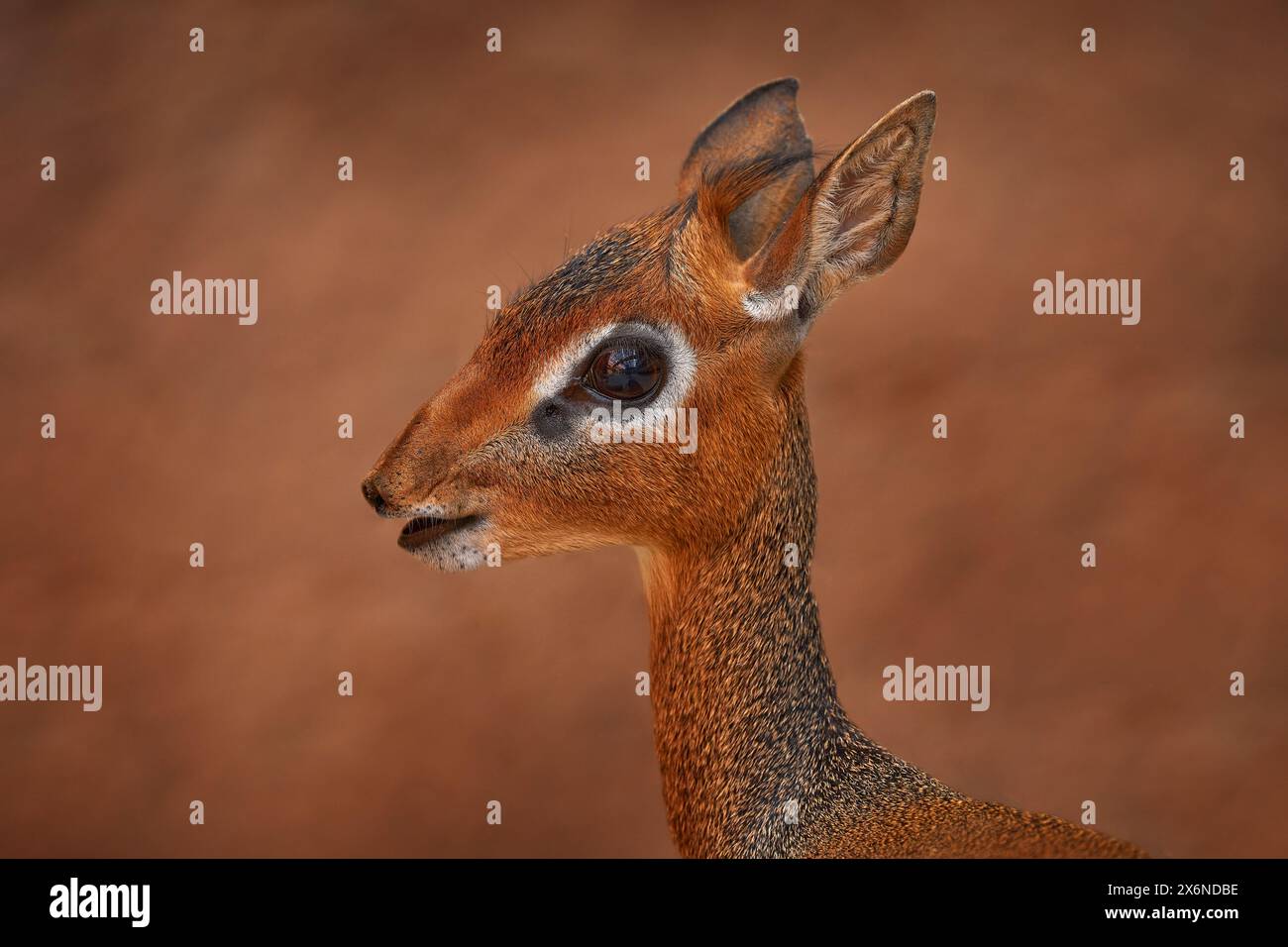 Il dik-dik di Kirk dalla riserva di Samburu, Kenya. Primo piano, ritratto della testa di un grande occhio di Anetelope, dik-dik di Kirk, Madoqua kirkii, piccola antilope originaria dell'est Foto Stock