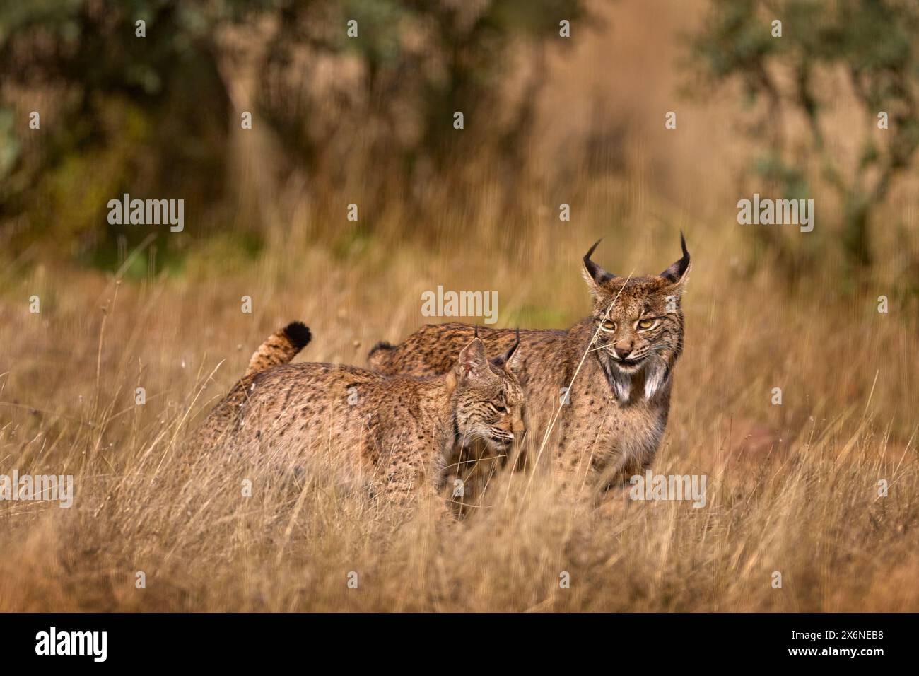 Lince iberica con cucciolo giovane, Lynx pardinus, gatto selvatico endemica penisola iberica in Spagna in Europa. Raro gatto che cammina nell'habitat naturale. Felino canino Foto Stock