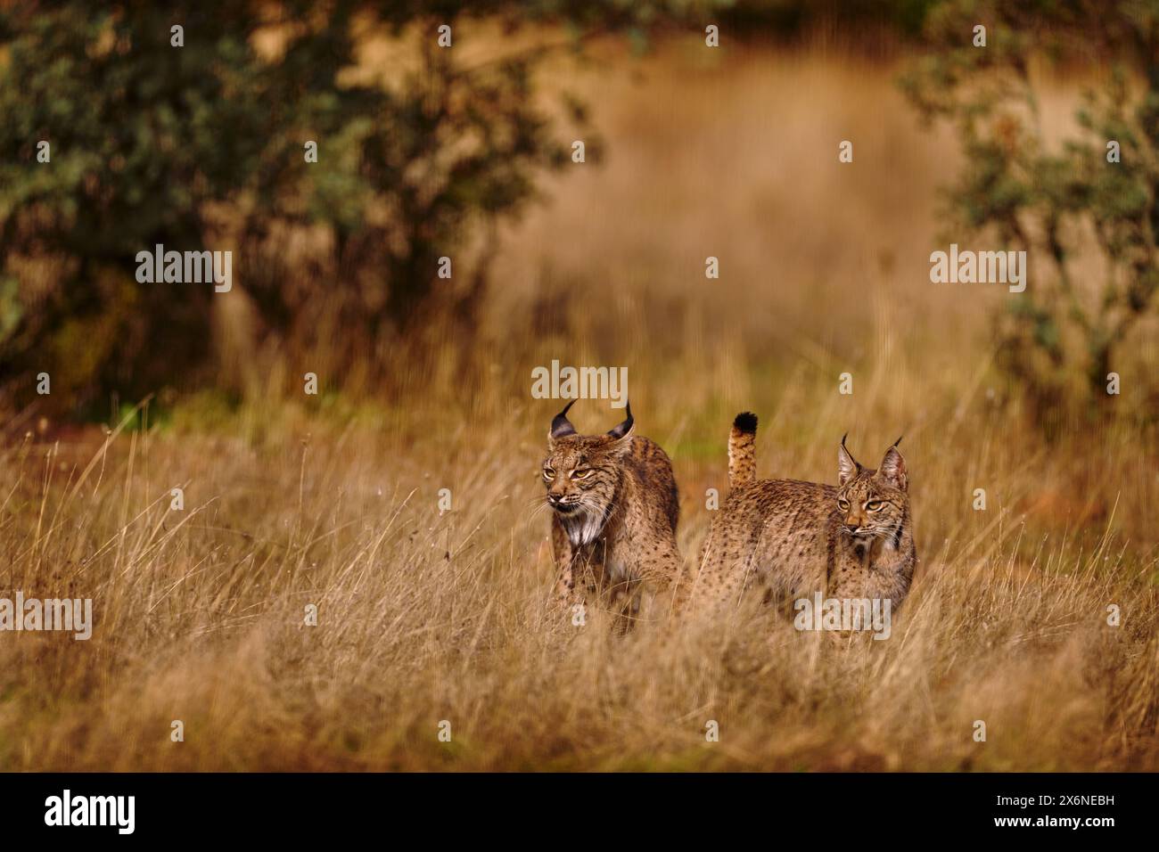 Lince iberica, lince pardinus, gatto selvatico endemico della penisola iberica nel sud-ovest della Spagna in Europa. Rara passeggiata di gatto nell'habitat naturale. Felino canino Foto Stock