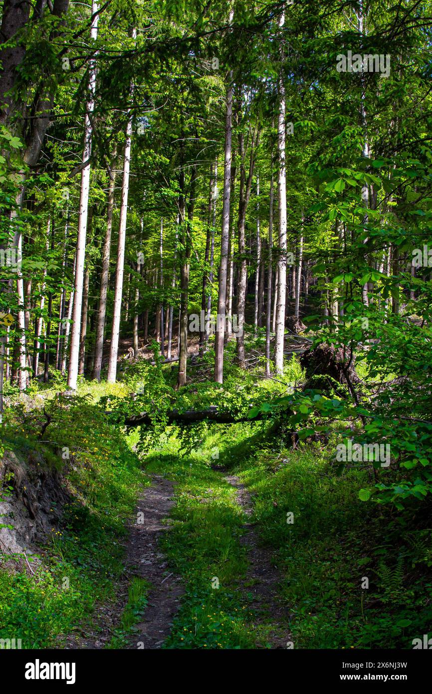 Caduto tronco di legno bloccando la strada sterrata in una verde e lussureggiante foresta di primavera Foto Stock