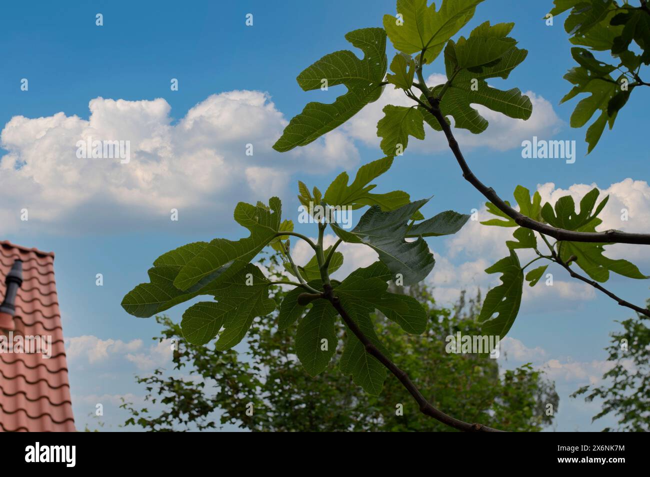 Primo piano di Un albero di fico ad Amsterdam, Paesi Bassi 11-5-2024 Foto Stock