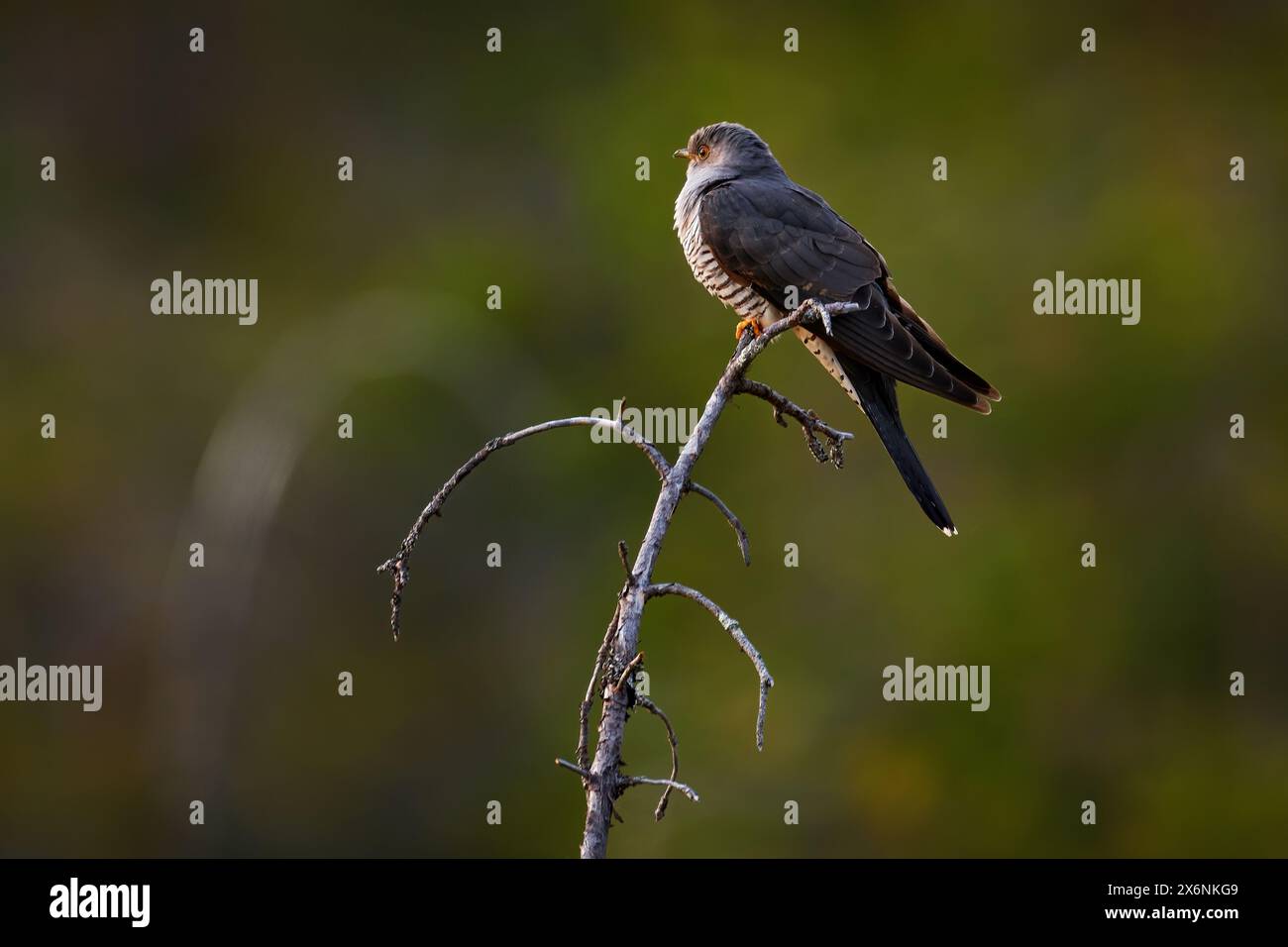 Cuckoo comune, Cuculus canorus, seduto sul ramo dell'albero nella foresta, Kohmo in Finlandia. Uccello in Europa, cucù nell'habitat naturale, uccello grigio. F Foto Stock