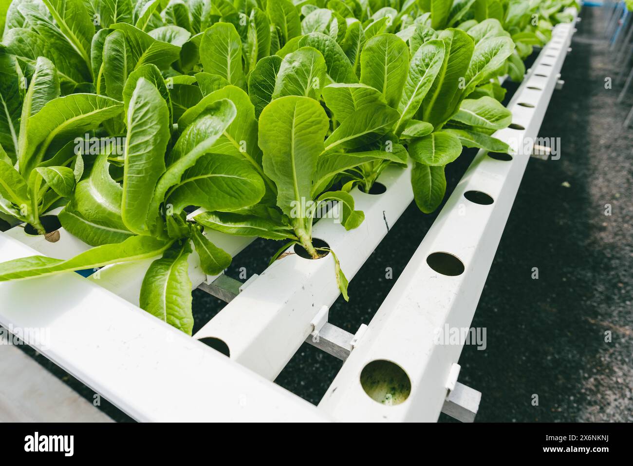 Kale in fattoria idroponica, fresco pulito sano biologico vegetale vivaio in casa verde attività agricola. Foto Stock