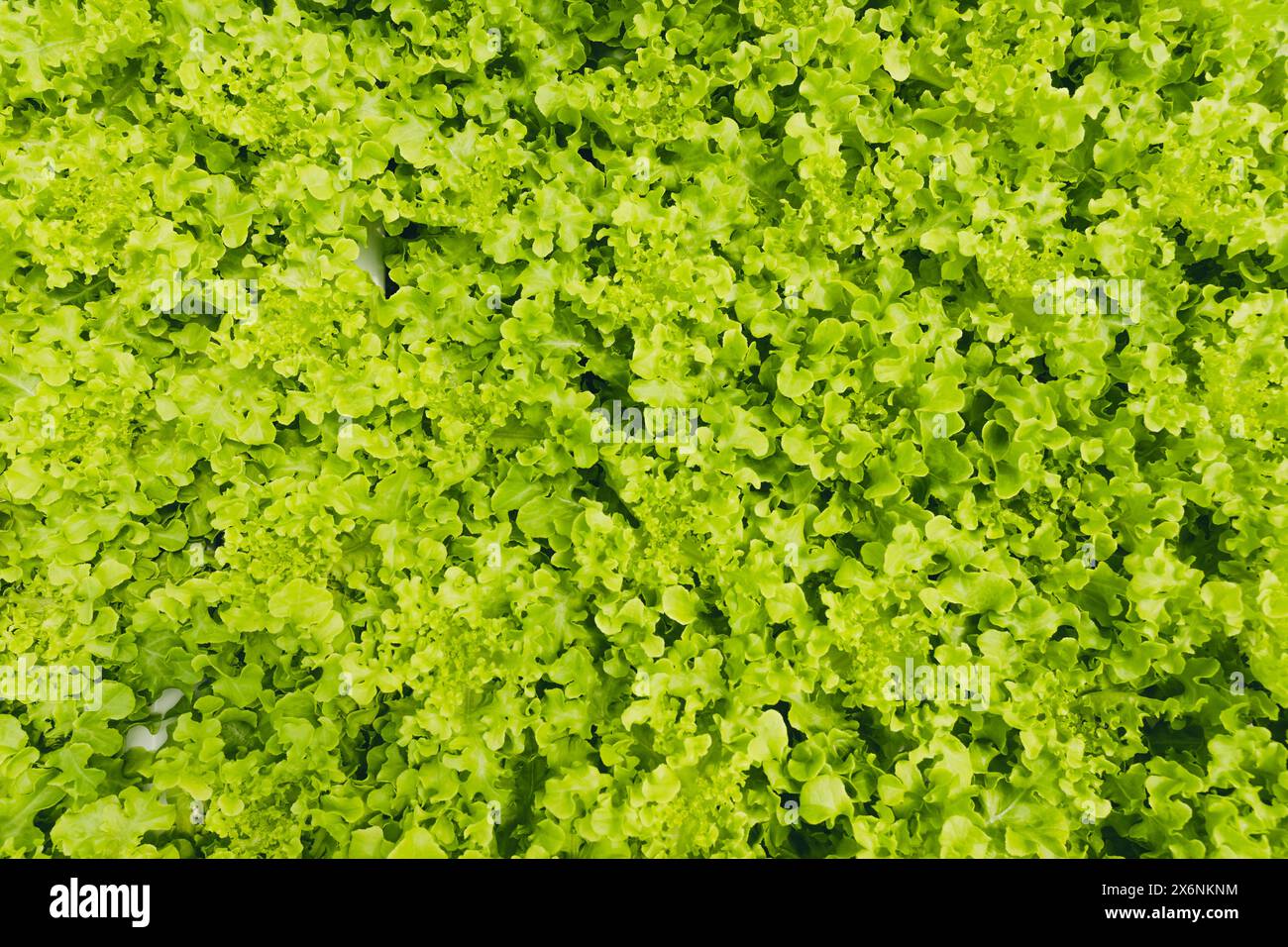 Lattuga verde o insalata patta in fattoria idroponica, fresco pulito sano biologico vegetale vivaio nel settore agricolo della casa verde. Foto Stock