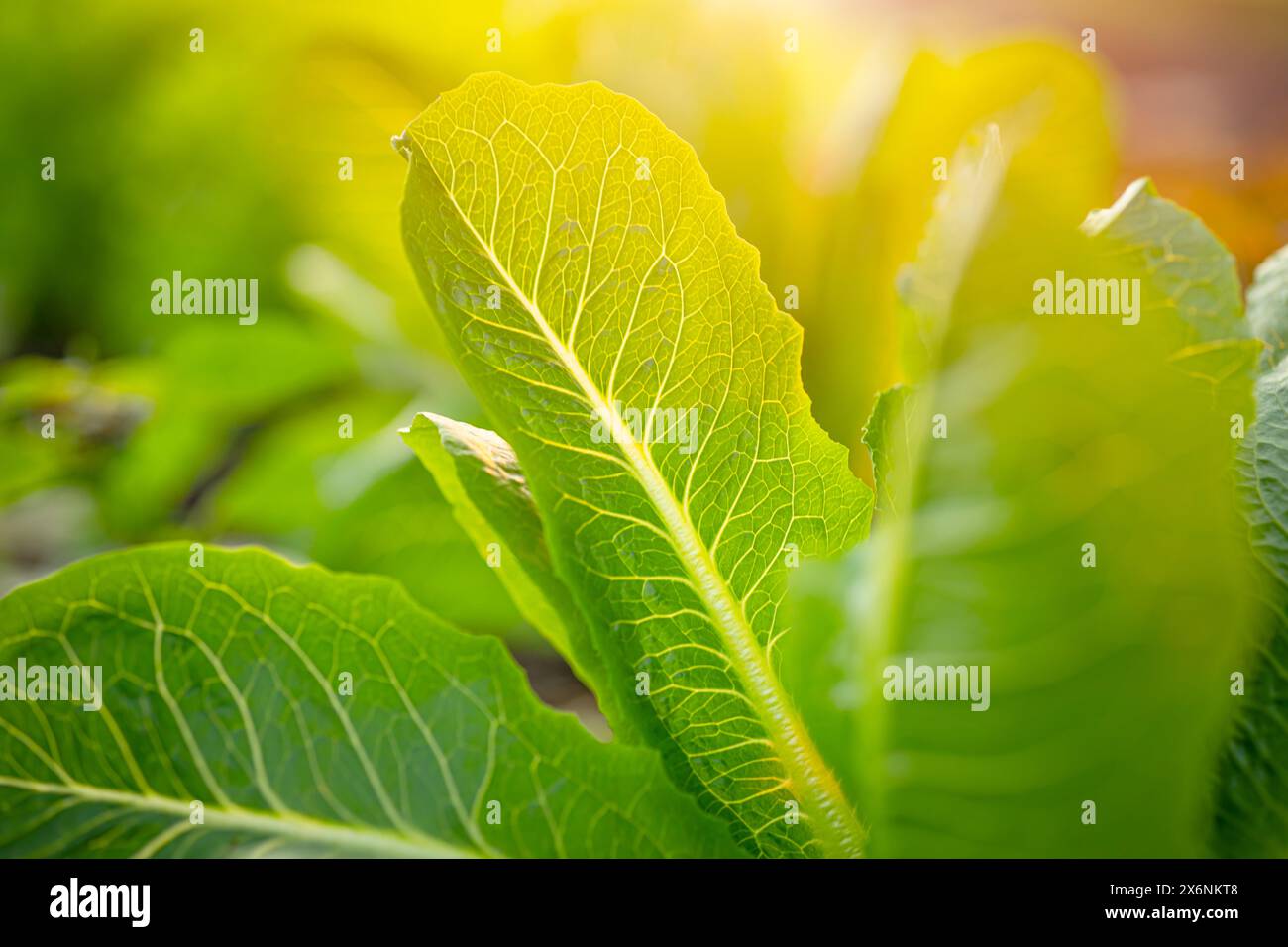 Primo piano di lattuga verde fresca al mattino nel giardino della pianta biologica del giardino per cibo con luce solare Foto Stock