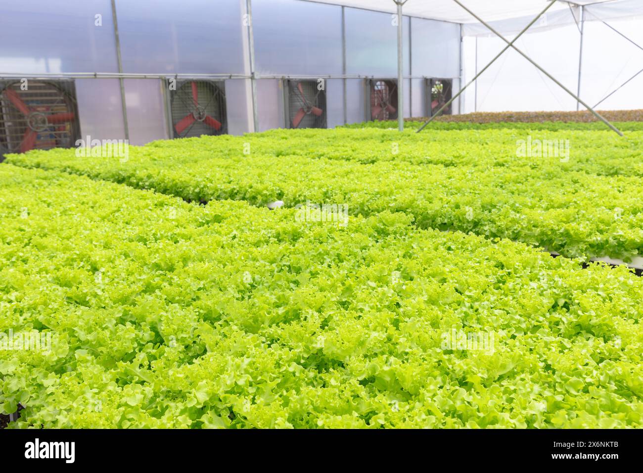 Lattuga verde o insalata patta in fattoria idroponica, fresco pulito sano biologico vegetale vivaio nel settore agricolo della casa verde. Foto Stock
