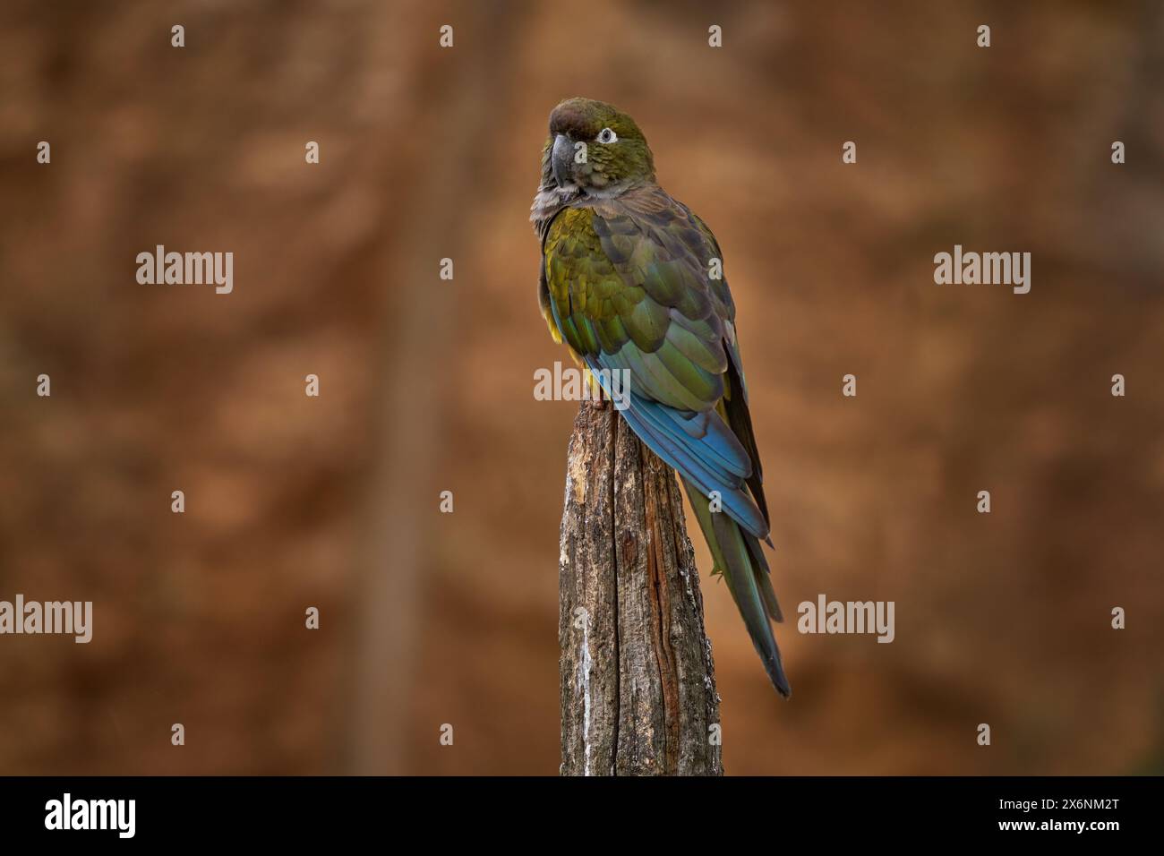 Pappagallo scavatore seduto sul tronco dell'albero nell'habitat naturale. Pappagallo scavato, Cyanoliseus patagonus bloxami, uccello dal Cile e dall'Argentina. Foto Stock