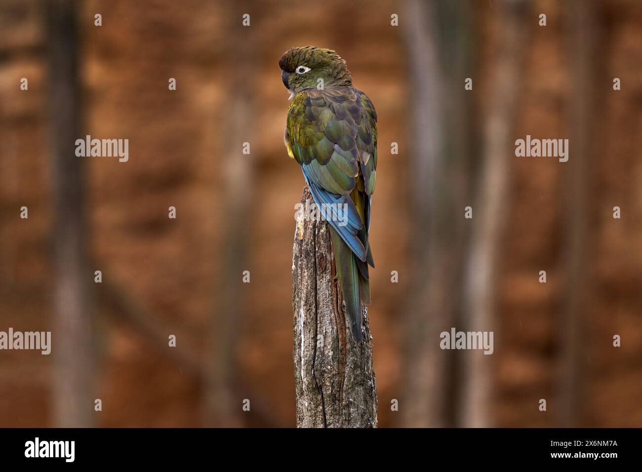 Pappagallo scavato, Cyanoliseus patagonus bloxami, uccello dal Cile e dall'Argentina. Pappagallo scavatore seduto sul tronco dell'albero nell'habitat naturale. Foto Stock