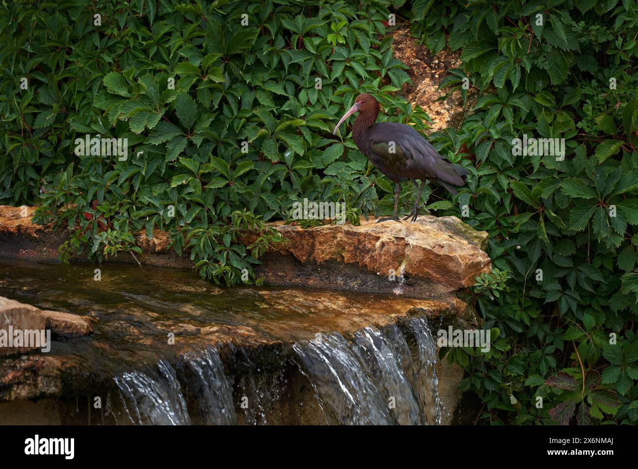 Puna ibis, Plegadis ridgwayi, Bolivia in Sud America. Uccello bruno con becco lungo nell'acqua del fiume in vegetazione tropica. Ibis in cascata. Uccello Foto Stock