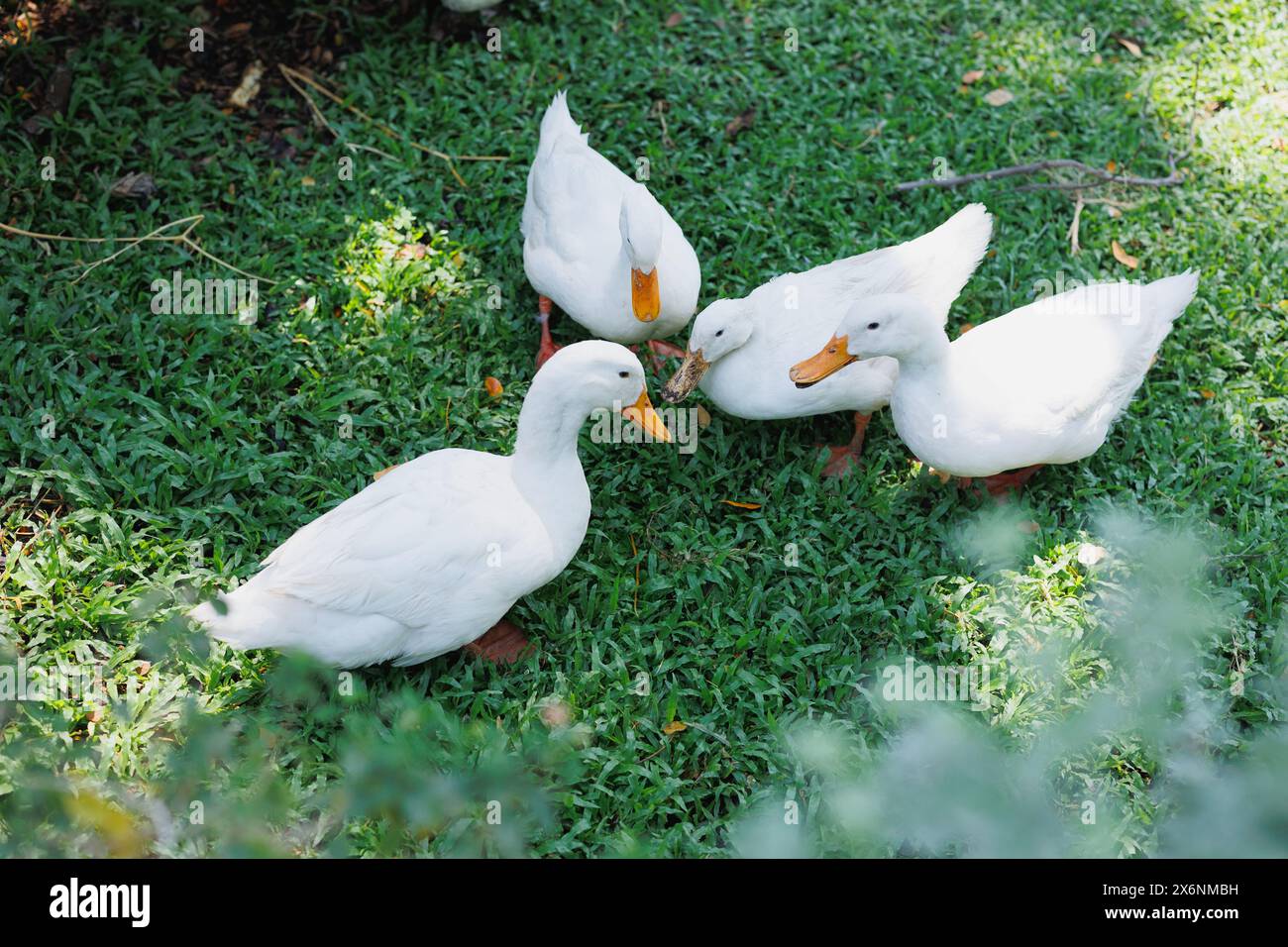 gruppo di anatre nel giardino, graziose anatre uccelli acquatici sul campo di erba verde vista dall'alto Foto Stock