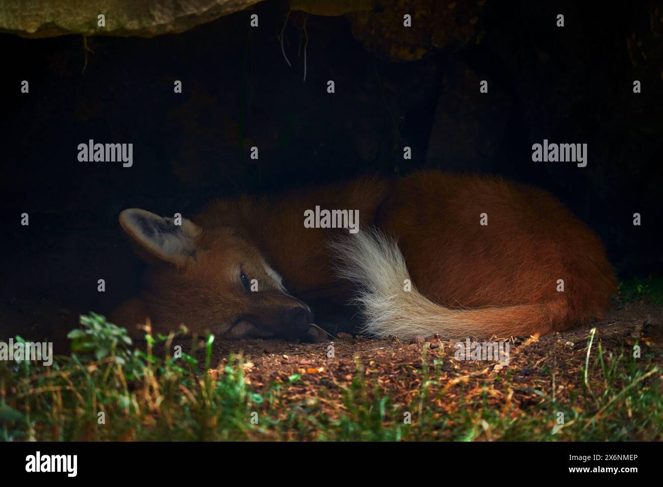 Lupo mannaro, Chrysocyon brachyurus, che dorme nella tana della natura, Argentina. Fauna selvatica in Sud America. Lupo mannaro nell'habitat, nascosto Foto Stock