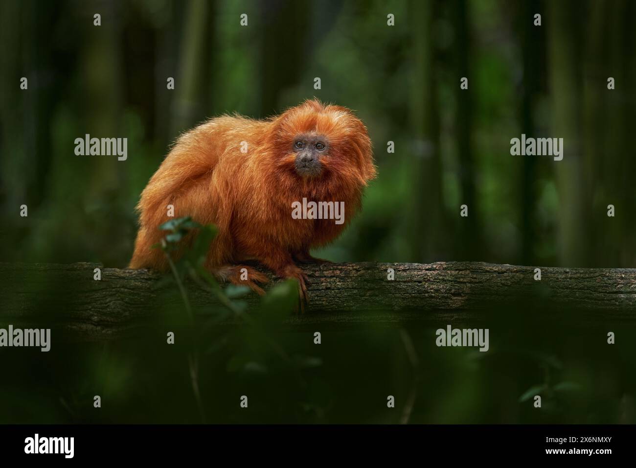 Leone con testa d'oro tamarin, Leontopithecus chrysomelas, Bahía in Brasile. Simpatica scimmia rossa-arancia nell'habitat tropicale della foresta naturale. Piccola testa dorata Foto Stock