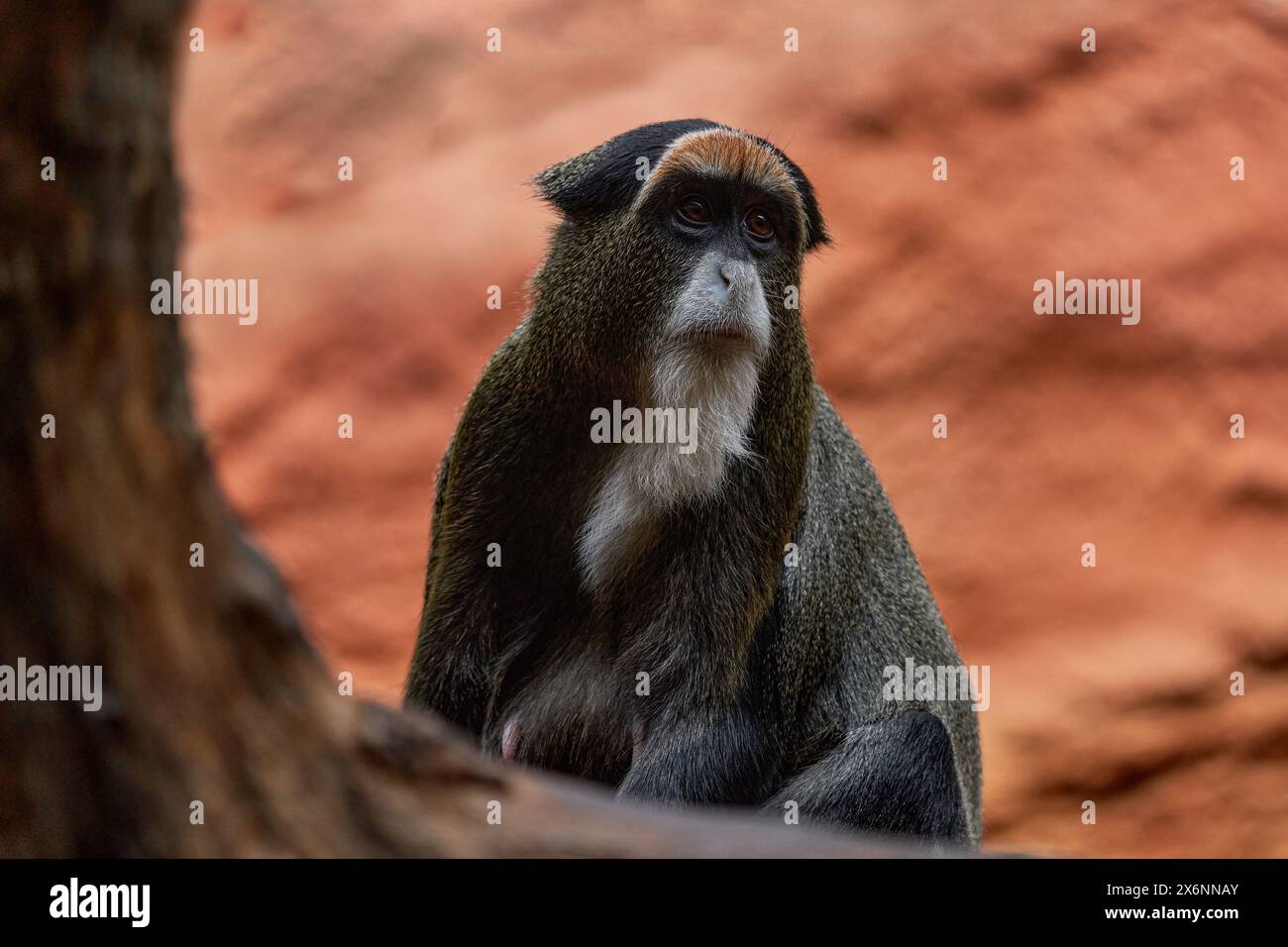 La scimmia di De Brazza, Cercopithecus neglectus, seduta su un ramo d'albero nell'oscura foresta tropicale. Ritratto di dettaglio di un mammifero carino, Congo in Africa. Essere bianco Foto Stock