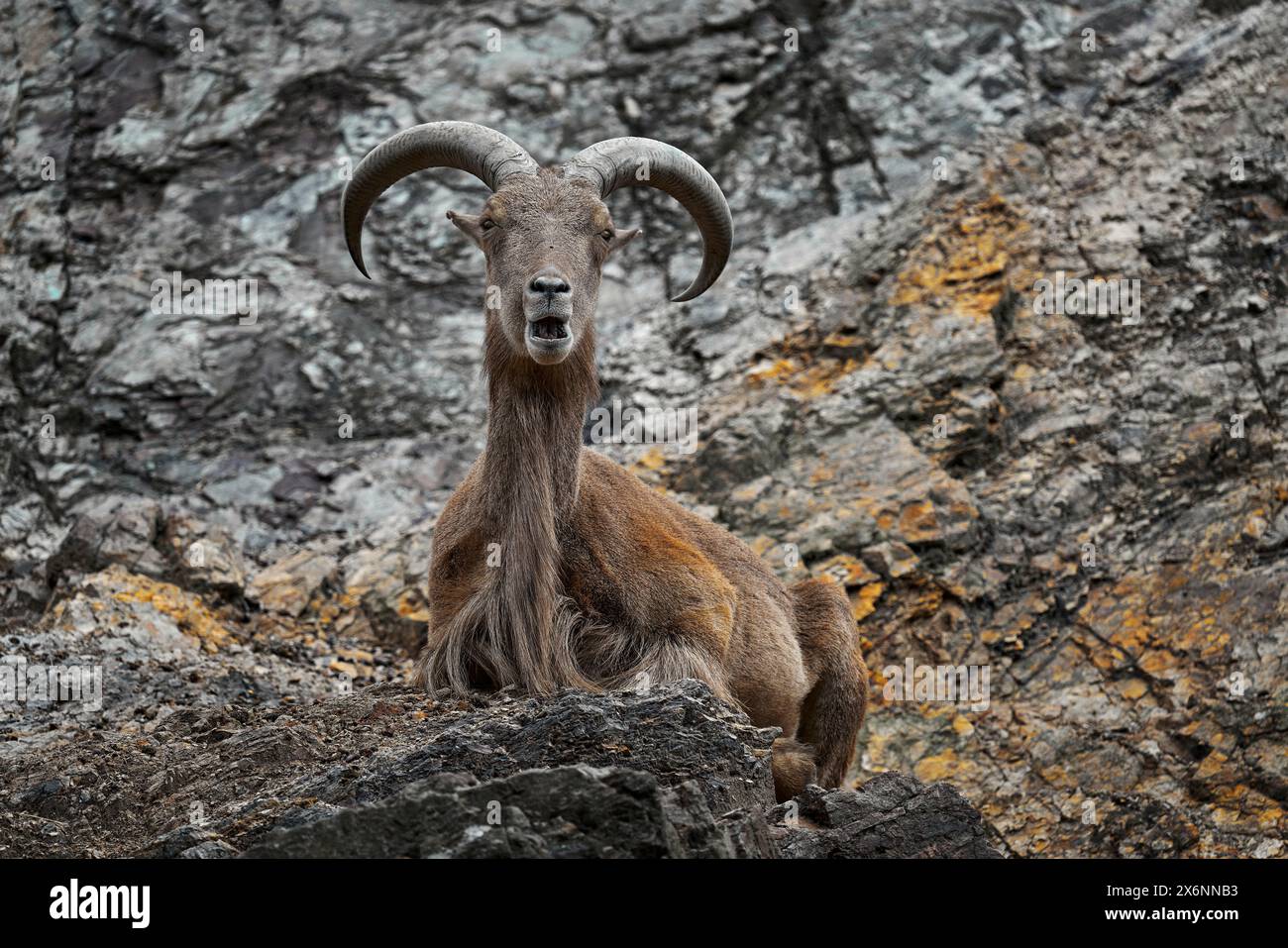 Barbary Sheep, Ammotragus lervia, Morroco, Africa. Animale nell'habitat naturale della roccia. Pecore selvatiche sulla pietra, animale corno in montagna. Foto Stock