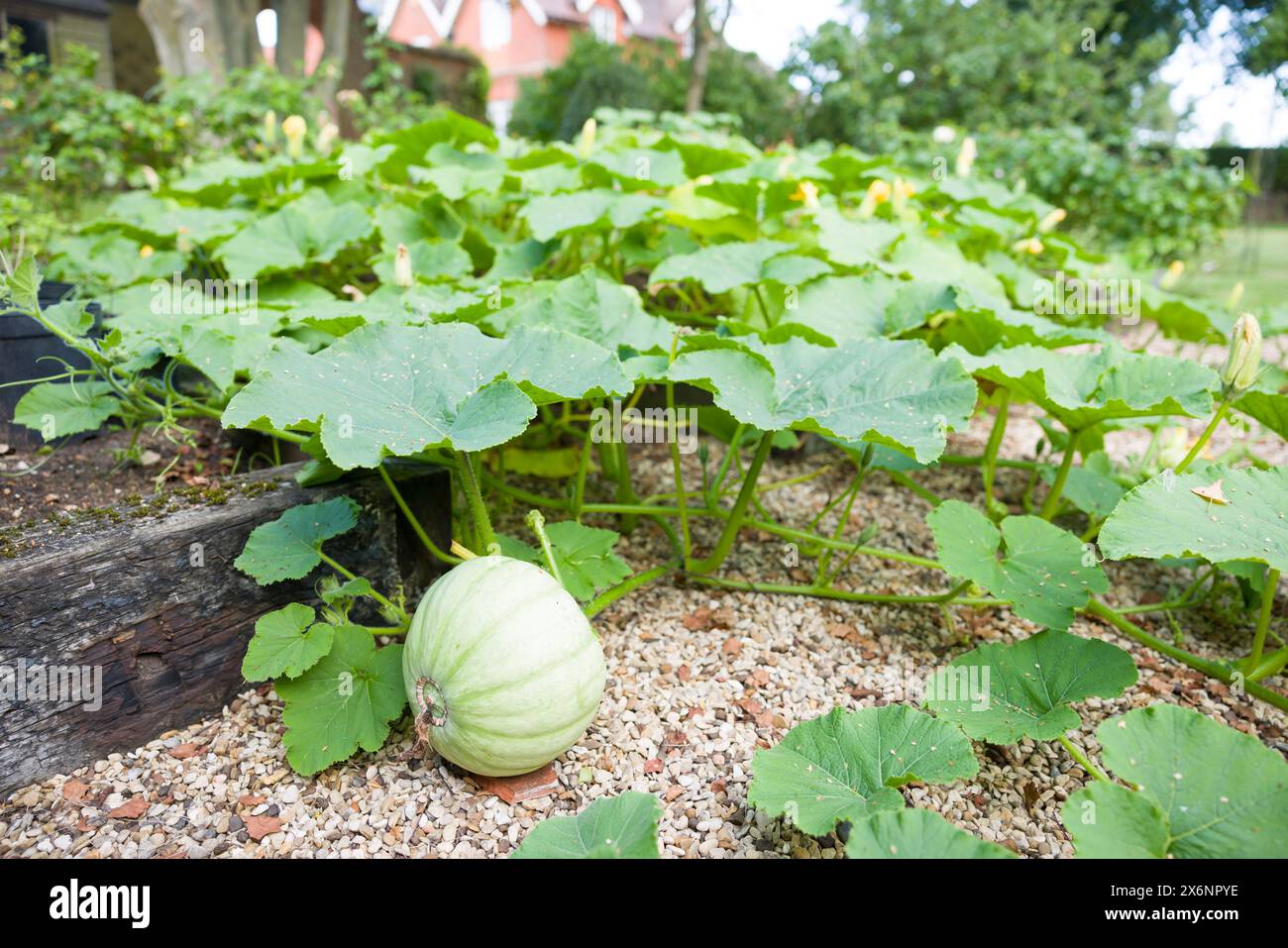 Squash invernale Principe ereditario che cresce in un orto in estate, Regno Unito. Grande casa di campagna inglese sullo sfondo Foto Stock