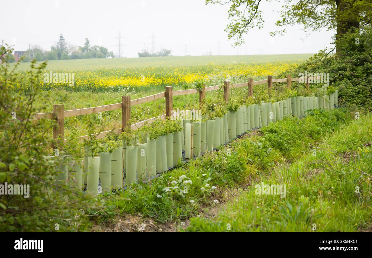 Ripristino di Hedgerow. Nuova siepe piantata nella campagna rurale del Buckinghamshire, Regno Unito Foto Stock