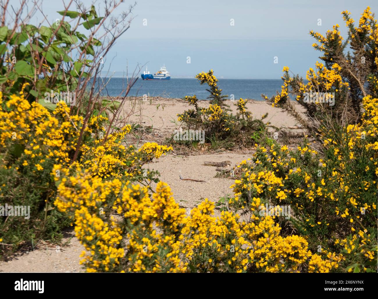 Nave a Brodick Bay, Brodick, isola di Arran, Scozia, Regno Unito - spiaggia sabbiosa; cespugli di gorse; vegetazione; cespugli di gorse in fiore Foto Stock