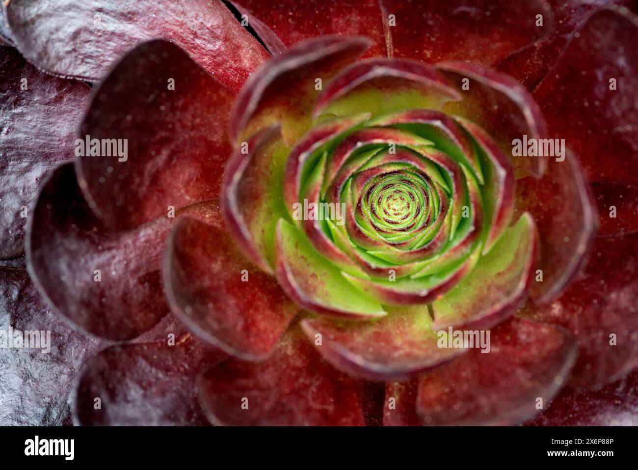 Semponium Destiny Plant Foto Stock