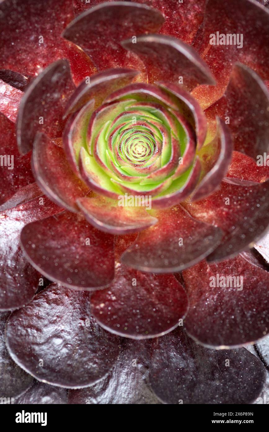 Semponium Destiny Plant Foto Stock