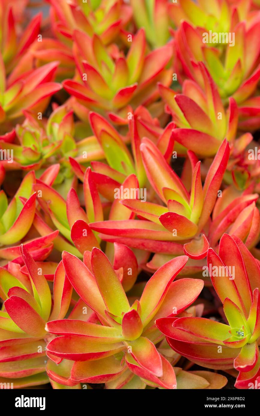 Fuoco di Crassula Capitella Foto Stock