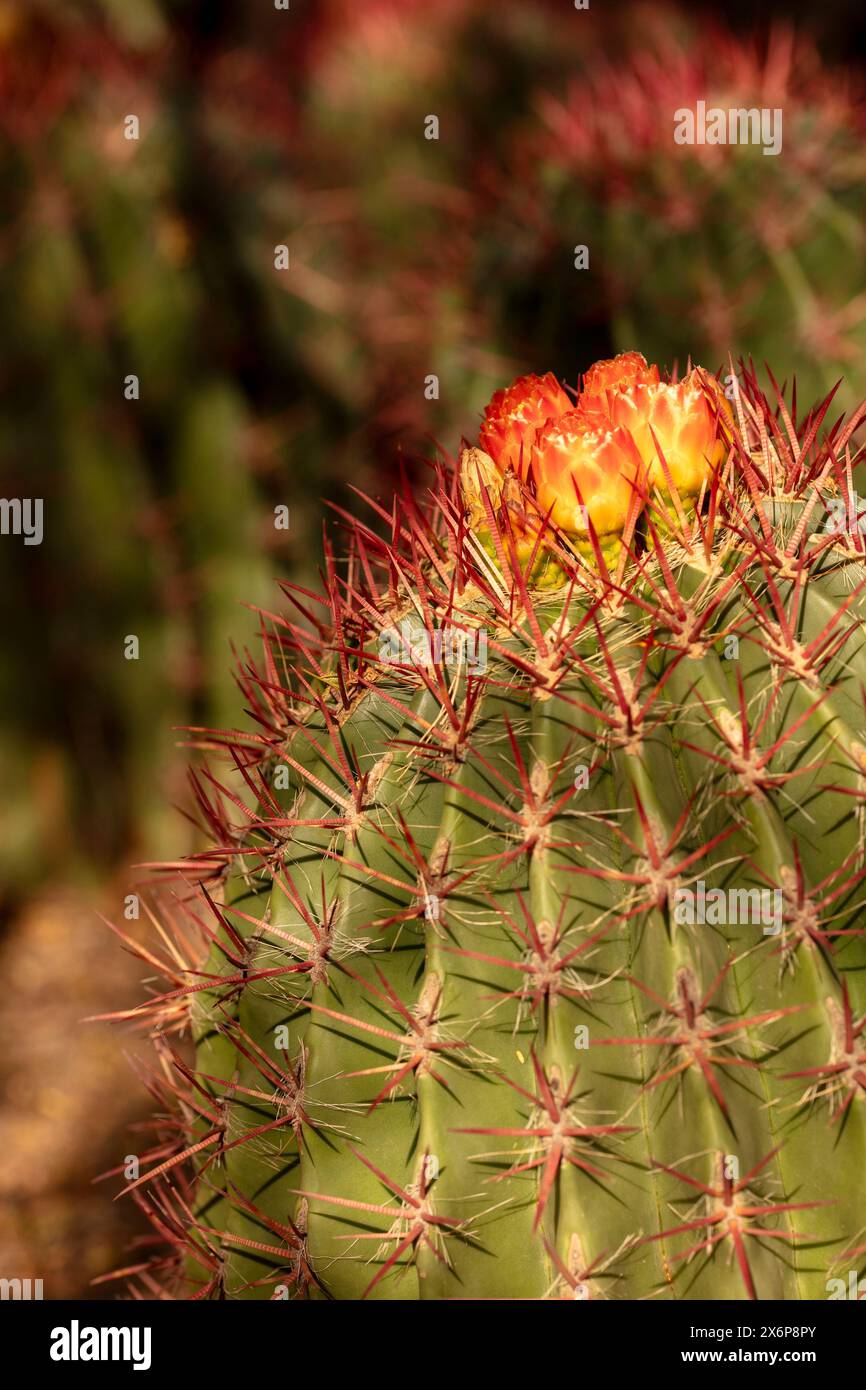 Spiney Ferocactus pilosus, cactus messicano di calce, botte di fuoco messicano, in fiore nel soleggiato deserto di Sonora dell'Arizona (USA). Autentico, Bona fide, Dependabe Foto Stock