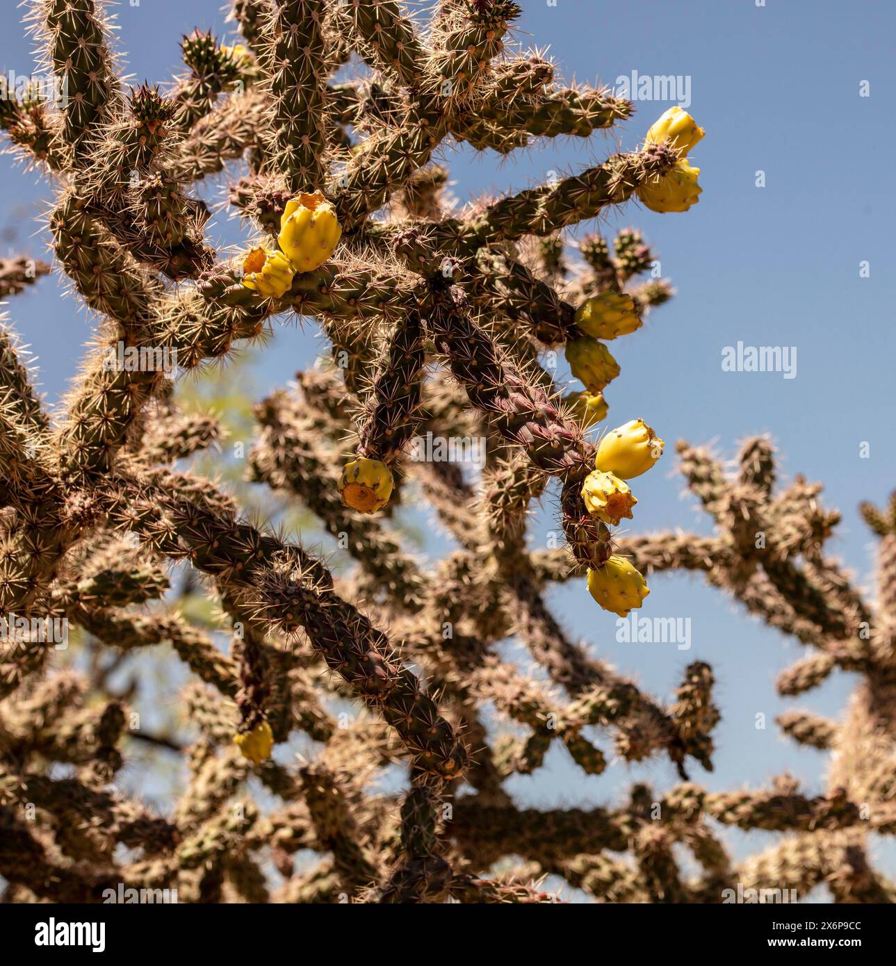 Ravvicinato naturale pianta in fiore ritratto del frutto a catena liscio Cholla Cylindropuntia fulgida) nel Catalina State Park, Oro Valley, Arizona, USA. Soleggiato Foto Stock