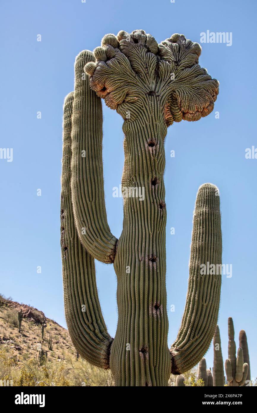 Ritratto semi-ravvicinato delle piante dei cactus del saguaro di Cristate immaginati come un volto che si crogiola nel glorioso sole del deserto primaverile dell'Arizona (USA).attenzione particolare Foto Stock