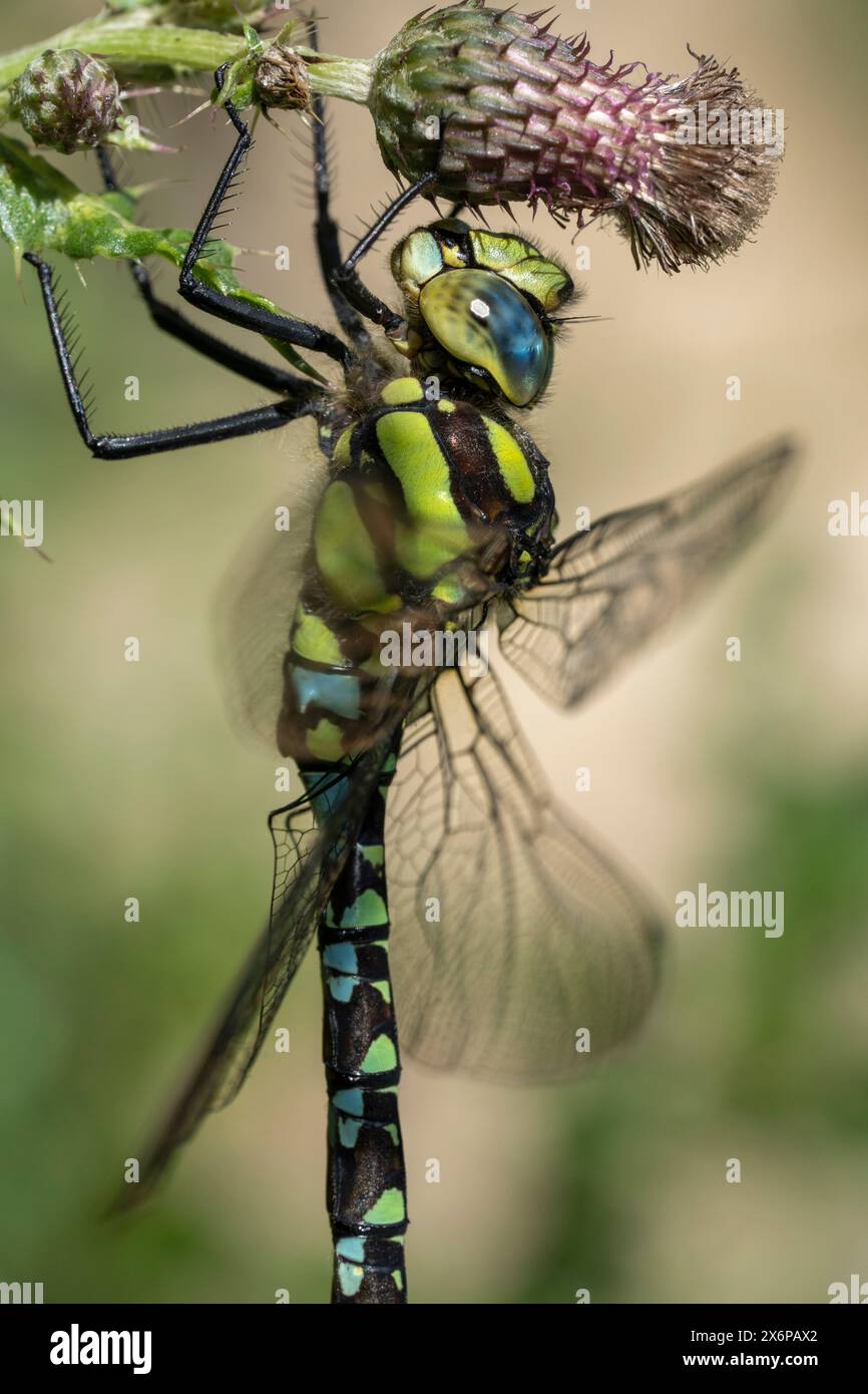 Un Southern Hawker Dragonfly che riposa su una pianta. Foto Stock