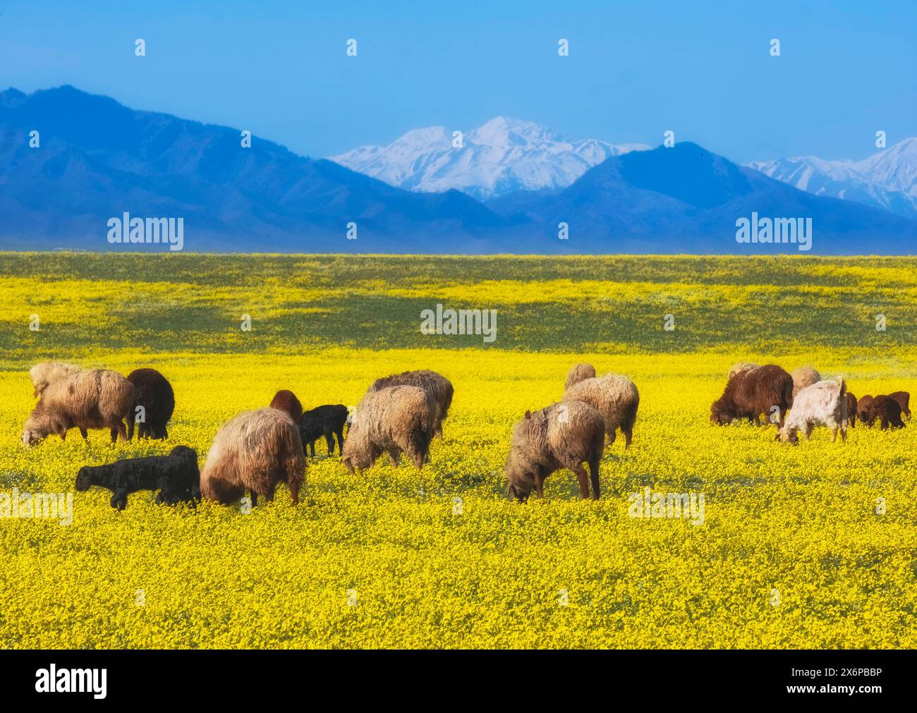 Le pecore pascolano in splendidi campi di fiori Chorispora sibirska gialli e bianchi nella valle Sogetinsky della regione di Almaty in primavera Foto Stock