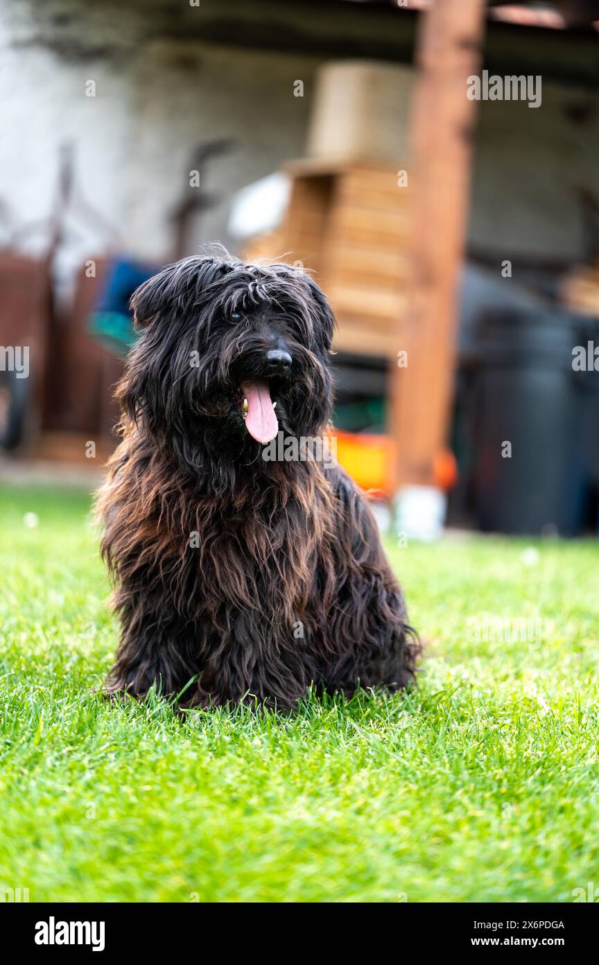 Un piccolo cane crossbreed felice cammina sull'erba nel piccolo giardino. Foto Stock