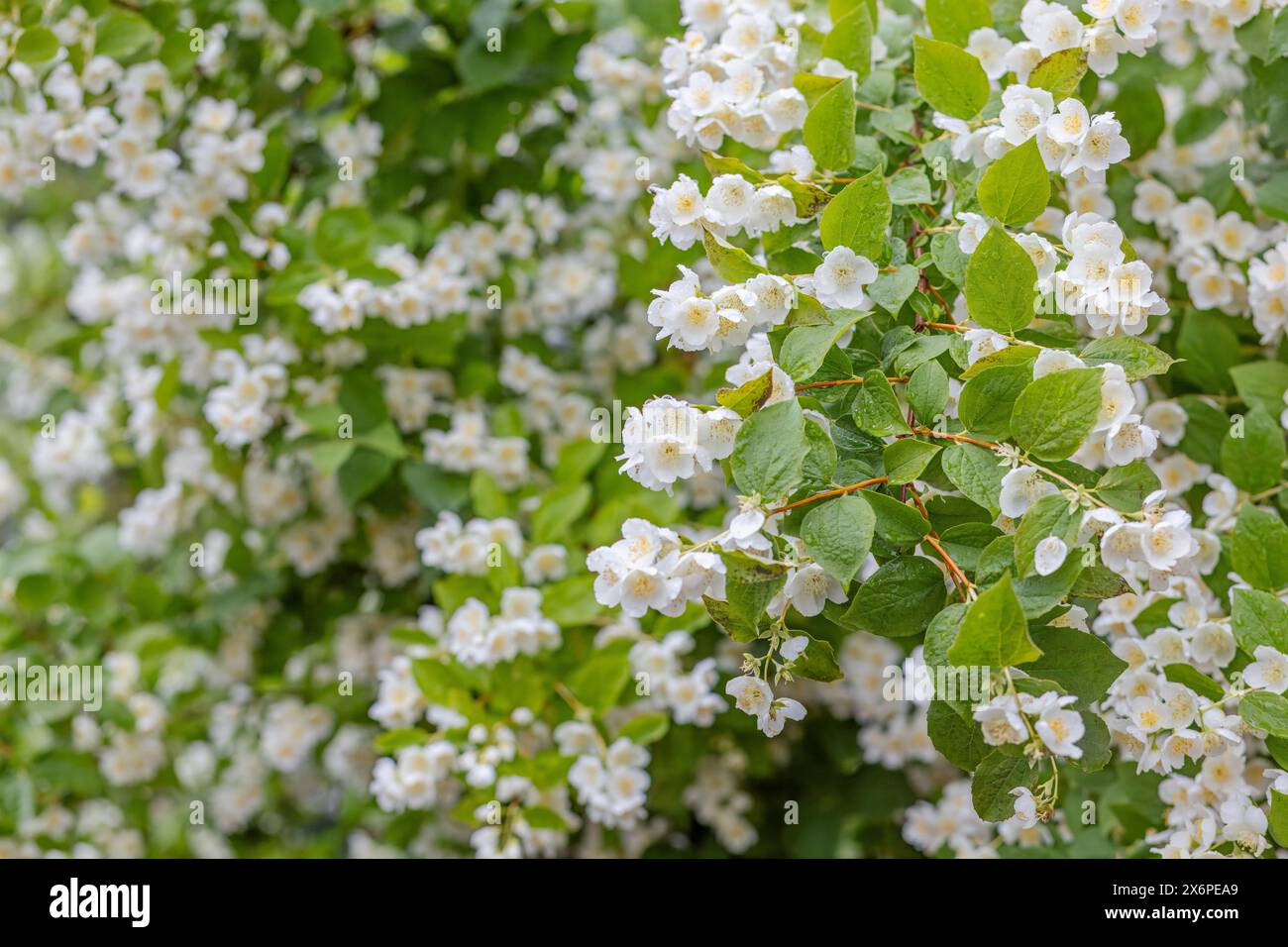 Fiori di gelsomino che fioriscono in estate. Foto Stock