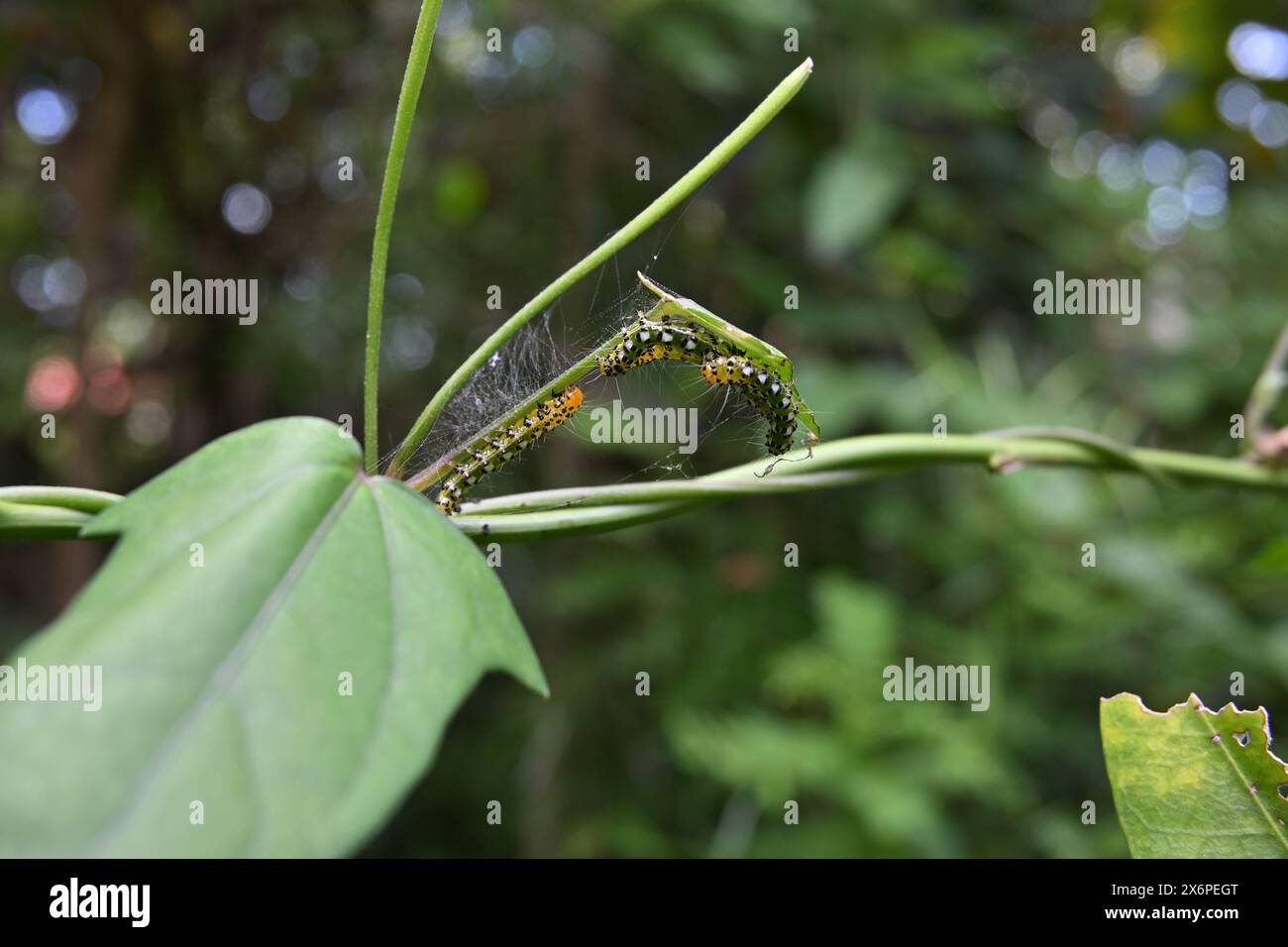 Diversi piccoli caterpillari con macchie bianche e nere e peli sul corpo stanno mangiando una foglia di vite. Foto Stock